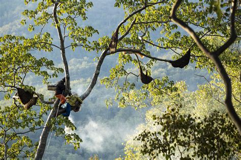 Wild honey harvest - CIFOR-ICRAF Forests News