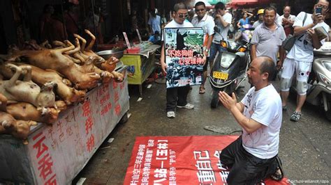 Illegal dog meat trade raises moral questions | Asia | An in-depth look at news from across the ...