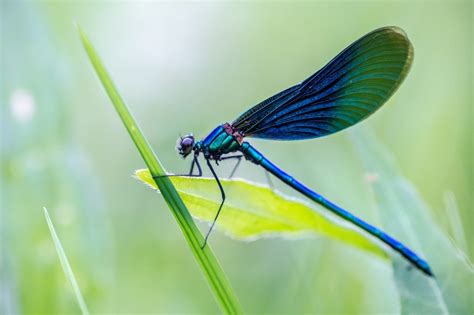 Dragonfly Color Symbolism: 11 Different Colors of Dragonflies and Their ...