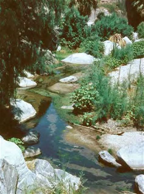 Desert Pupfish (Cyprinodon macularis)