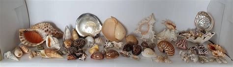 Lot - Collection of Sea Shells (50+ and some rare )