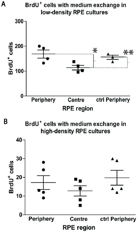 Central RPE cells do not inhibit peripheral RPE cells from... | Download Scientific Diagram