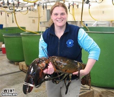 Largest Maine Lobster WIN | Biggest lobster, Maine lobster, Maine