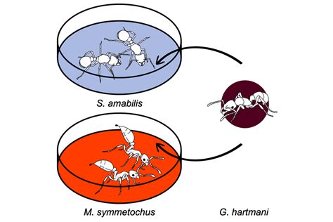 Peaceful ant species uses invaders as mercenaries to kill off other foes - The Verge