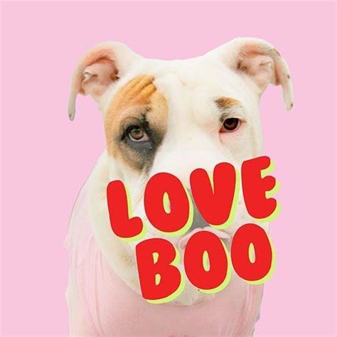 Love Boo Dog (@love_boo_official) on Threads