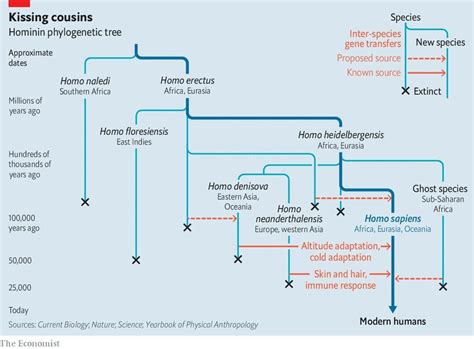 Phylogenetic Tree Of Hominids