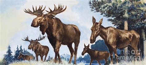 Moose Family Painting by Gw Backhouse | Fine Art America