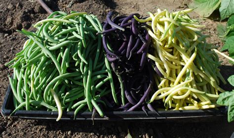 Green Bean Varieties, Types of Green Beans