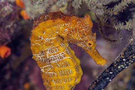 Male Seahorse Eggs Stock Photos - Free & Royalty-Free Stock Photos from Dreamstime