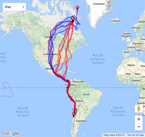 Peregrine Falcon Migration Map - Map Of New Hampshire