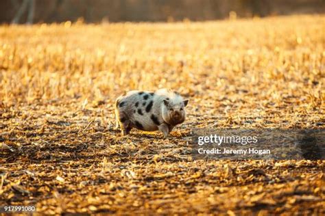 38 Pig Eating Corn Stock Photos, High-Res Pictures, and Images - Getty Images