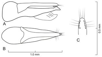 Lendatus, a new genus of Xanthopygina (Coleoptera: Staphylinidae: Staphylininae) with ...