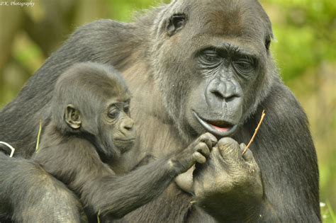 https://flic.kr/p/sJVXpw | Gorilla with her baby | seen at Gaiazoo ...