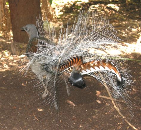 Lyrebird « Australian Animals