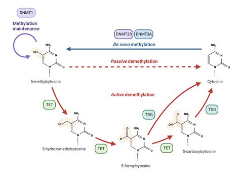 DNA Methylation | AAT Bioquest