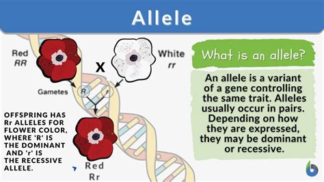 Allele - Definition and Examples - Biology Online Dictionary