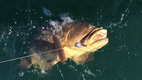 7-23-14, Fort Myers Fishing Report: Goliath Grouper ~ #FortMyers | Fort ...