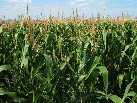 Cultivation Of Maize(Corn) In India And Its Benefits - Webhurry