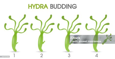 Science Of Hydra Budding Stock Illustration - Download Image Now - Abstract, Anatomy, Animal ...