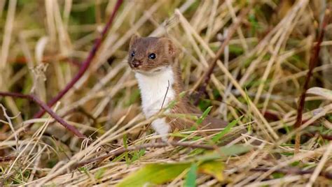Interesting Facts About Stoats - Petculiars