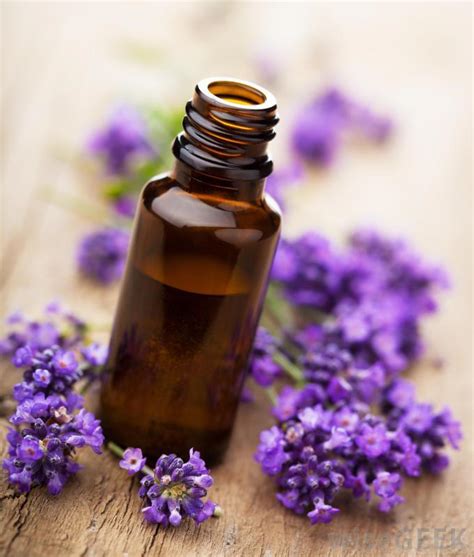 JBHomemade Organic Sugaring and Skincare — Lavender has antiseptic ...