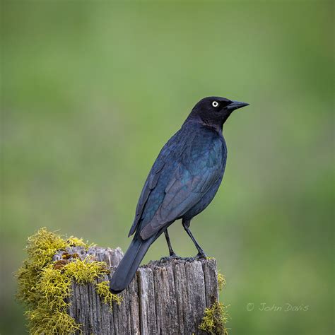 Brewer's Blackbird 20190518_1200 | A male Brewer's Blackbird… | Flickr