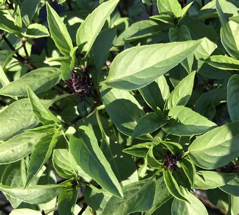 thai basil - Hidden Creek Farm LLC