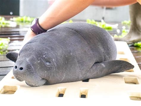 Video: Rare Twin Manatee Calves Spotted By See Through Canoe | Pinellas Beaches, FL Patch