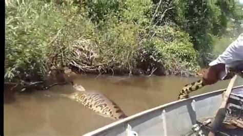 World's Largest Snake Found in Amazon River (Anaconda) 2016!! - YouTube