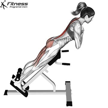 https://fitnessprogramer.com/wp-content/uploads/2021/02/hyperextension.gif in 2023 | Workout ...