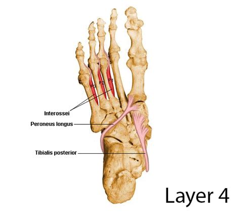 Tibialis posterior - Anatomy - Orthobullets