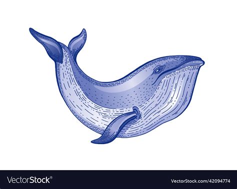 Whale watercolor sketch vintage Royalty Free Vector Image