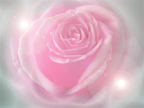 Romance Rose, frosted, rose, love, soft, pink, light, HD wallpaper | Peakpx