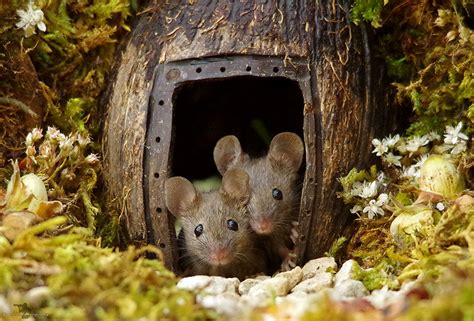 Man discovers a family of mice living in his backyard, builds them an ...