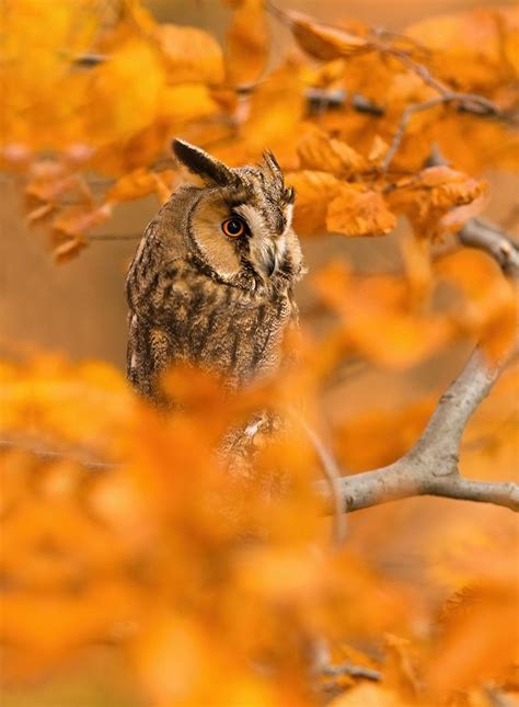 Owl Hides In Orange Autumn Leaves | Owl, Animals, Animals beautiful