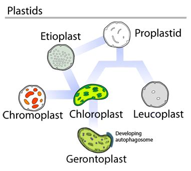 Plastids in Plant Cells Function & Types | What do Plastids Do? - Video & Lesson Transcript ...