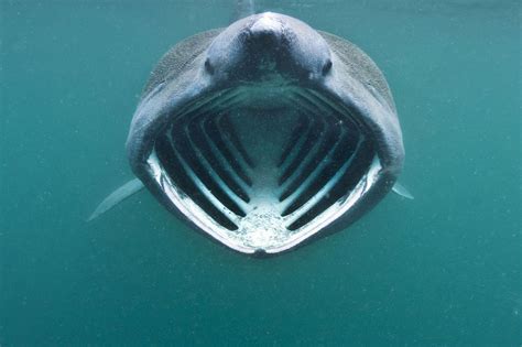 Basking shark with mouth wide open feeding on plankton Beautiful ...