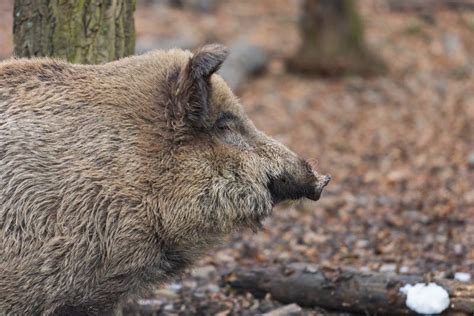 Wild Boar - Sus Scrofa - in the Forest and by the in Its Natural Habitat. Photo of Wild Nature ...