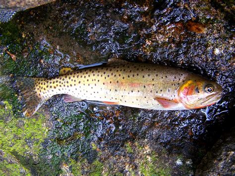 BONNEVILLE CUTTHROAT TROUT | A nice 10" native Bonneville Cu… | Flickr