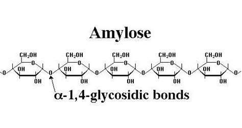 Difference Between Amylose and Amylopectin