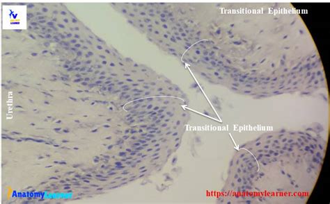 Epithelial Tissue - Types, Location, Examples and Histology Slides » AnatomyLearner >> The Place ...