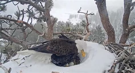 Big Bear bald eagles sit on eggs in snow as fans watch for hatchling ...