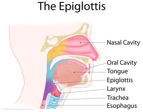 Epiglottis Definition, Location, Functions, and Pictures