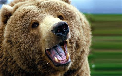 Grizzly Bear Backgrounds - Wallpaper Cave