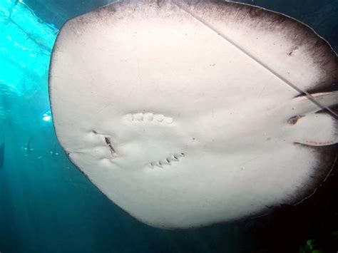 Giant Stingray – "OCEAN TREASURES" Memorial Library