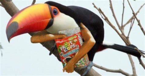 Toucan Sam- The Fruit Loops Fighter : r/Bossfight