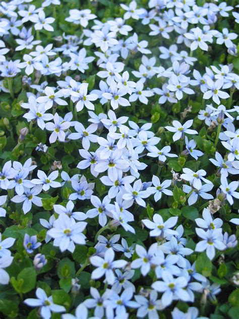 Blue Star Creeper - Sky blue | Peoria Gardens, Inc.