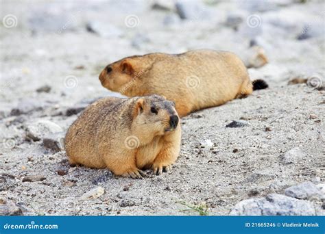 Himalayan Marmot Royalty Free Stock Image - Image: 21665246