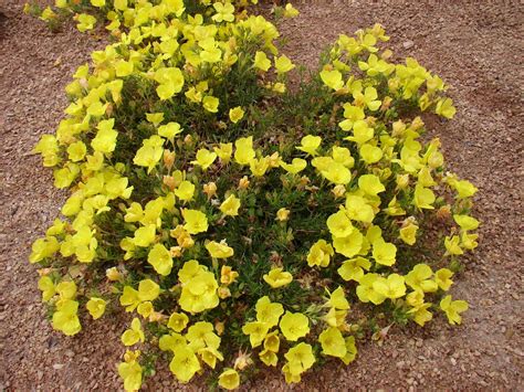 Calylophus serrulatus 'Prairie Lode' (Sundrops), blooms May-Sep. Low ...