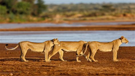 4 Days Wildlife Viewing in Masai Mara | masai mara safari